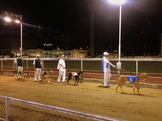 This is what traditional gambling in Macau looks like. Welcome to the Greyhound races. These fierce, Australian bred dogs are made to race behind a fake rabbit that reeks of real meat. Bet on your lucky number if you're daring enough. 
