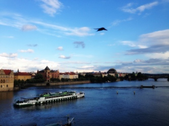 View from the Charles Bridge. Birds in flight are so beautiful.